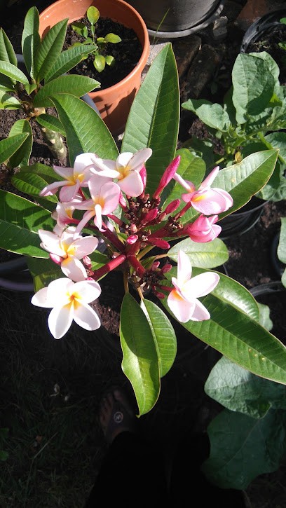 De Almeida Antonio, Peintre en Bâtiment à Saint-Denis-en-Val