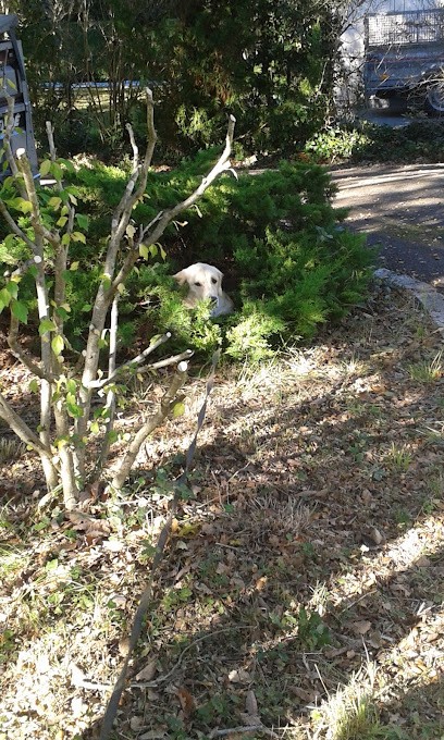Tallieu Didier, Peintre en Bâtiment à La Tremblade