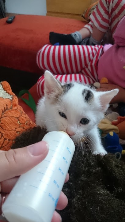 Provost Sarl, Peintre en Bâtiment à Saint-Just