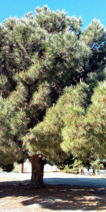 Peintural, Magasin de Peintures à Saint-Aunès